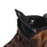 Dainese Metractive D-WP Shoes